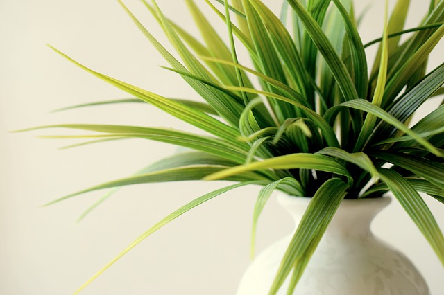 O acheter des plants de lgumes sur internet ? -